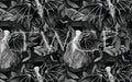 Anima Defessus - Framed Capra Propheta Grey (Anniversary Collection)