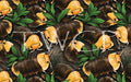 Anima Defessus - Cubaris Isopods Rubber Duckies Vivarium