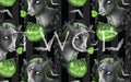 Anima Defessus - Mystery Treat Green