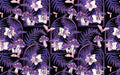 Anima Defessus - Whimsy Grove - Twilight Bottled Starlight